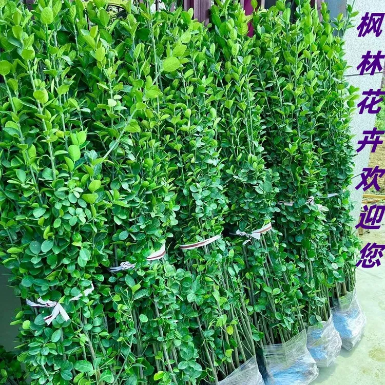四季常青北海道黄杨苗冬青树苗适用花园绿化围墙栽植常绿万年青