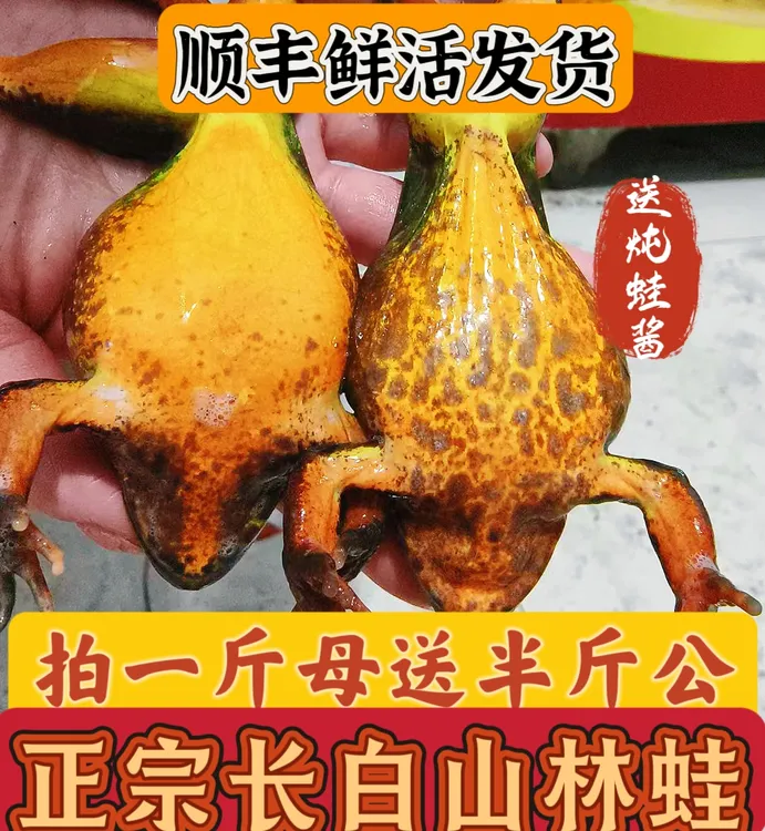 东北特产母林蛙母豹子鲜活包邮到家送公蛙送酱