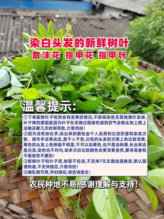 【达人专属】自家种散沫花指甲花指甲叶指甲草
