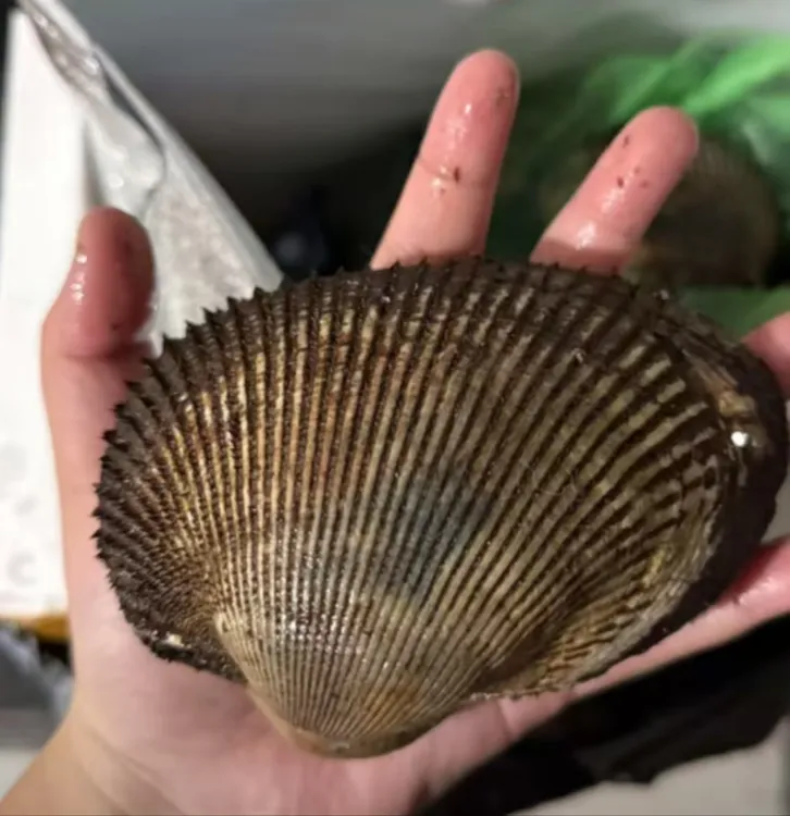 连云港鲜活大个赤贝刺身食材海鲜水产肉质鲜甜天然海捕（包鲜包活）