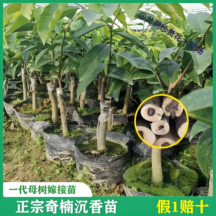 正宗奇楠沉香木苗庭院名贵树苗白棋楠一代母树嫁接结香苗地栽植物