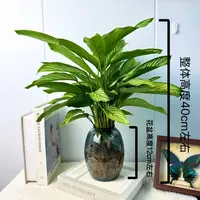 青纹竹芋水土培盆栽室内四季常青好养适合客厅办公室摆放