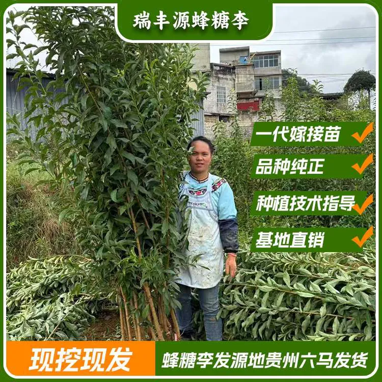 带分枝-贵州六马正宗蜂糖李子果树苗南北方适宜裸根不带叶