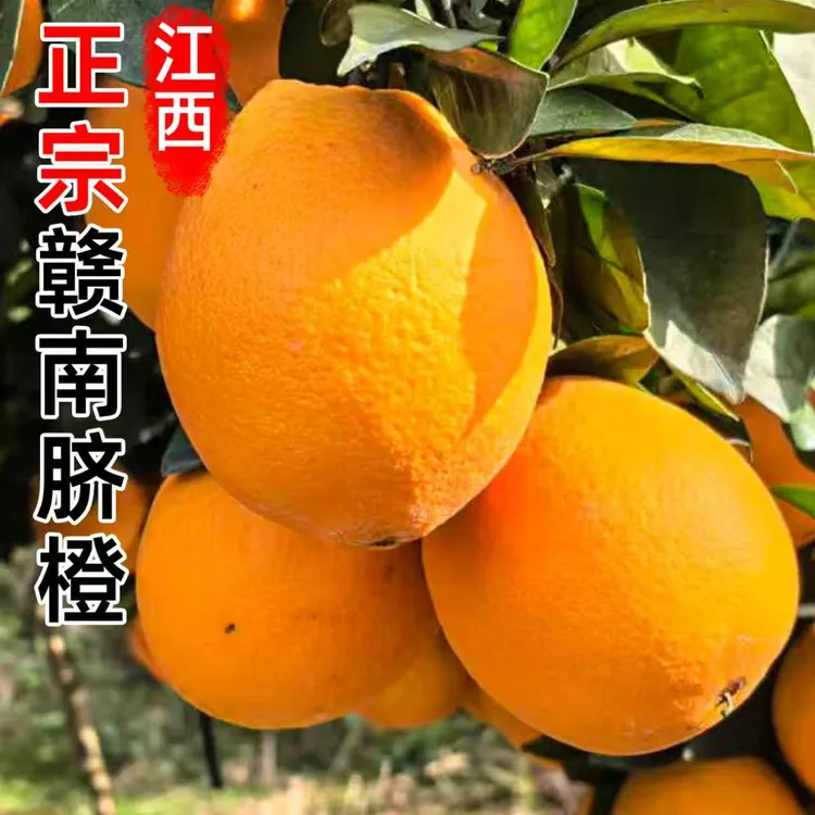 【宝藏好物】江西正宗赣南脐橙寻乌基地直发现摘现发赣州橙子