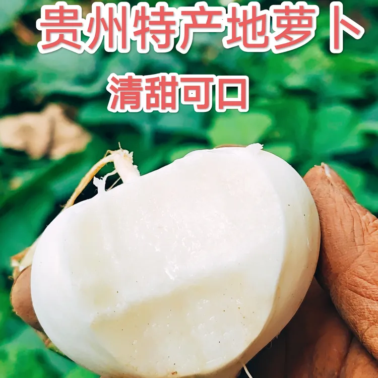 贵州农家沙土地种植地萝卜凉薯白地瓜新鲜美味错位正宗