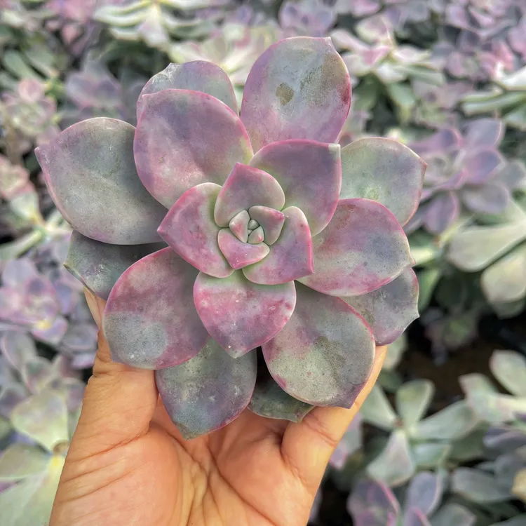 紫乐多肉植物新手好养活耐寒适合室内外栽培大砍头苗无根介意勿拍