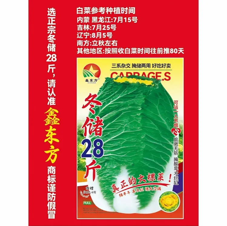 冬储28斤大白菜种子