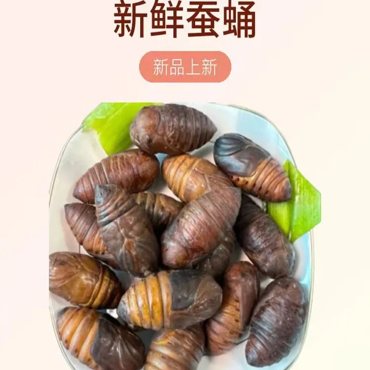 新鲜蚕蛹 二黄小 初级农产品 产地直发 泡沫箱+冰袋保鲜