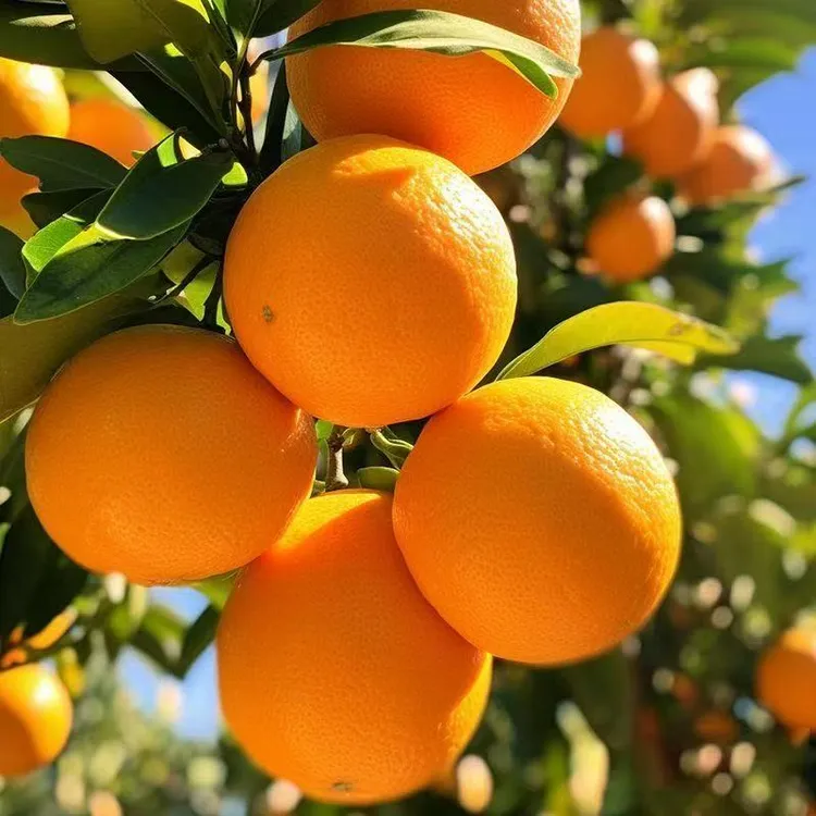 【公益助农】正宗赣南脐橙整箱批发榨汁橙子孕妇应季新鲜水果