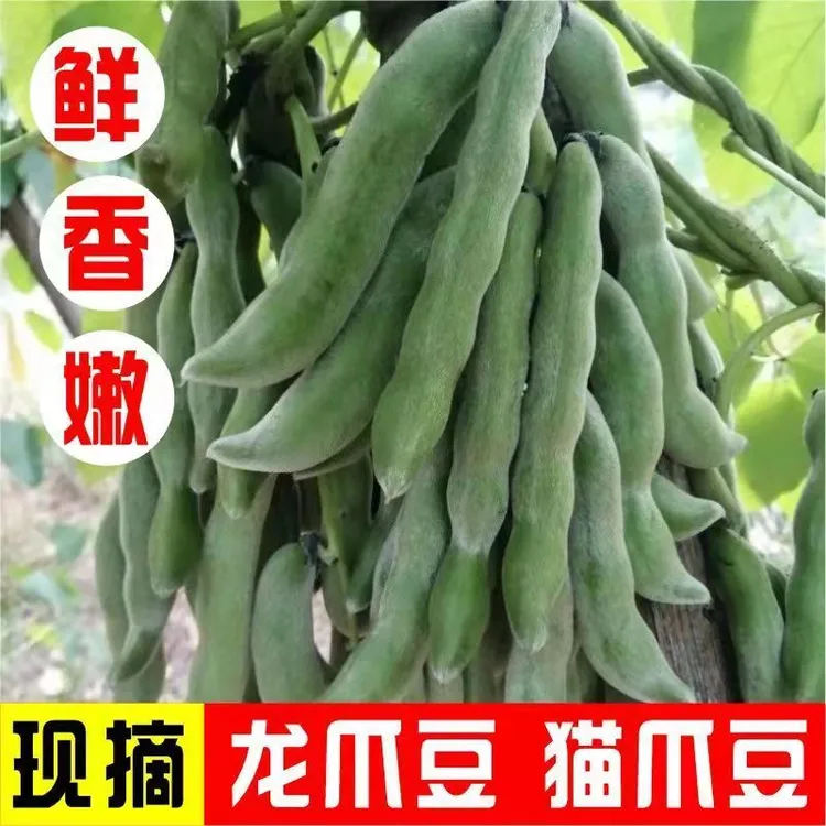 农 家 新鲜蔬菜现摘现发狗儿豆狗爪豆老虎豆猫儿豆  广西特产包邮
