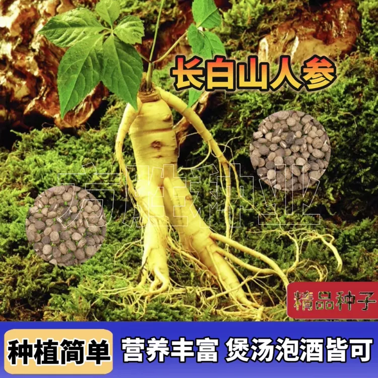 人参种子 当季新种长白山人工野山参四季阳台小院花盆种植种籽