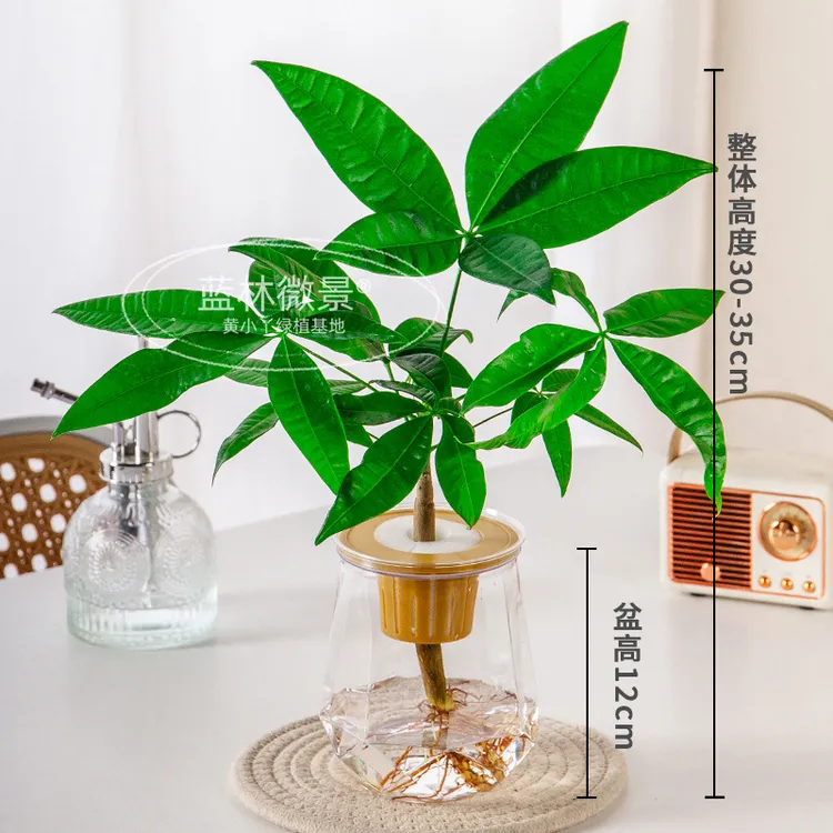 水培原生苗发财树绿植花卉室内植物花办公室桌面四季好养盆栽摆件