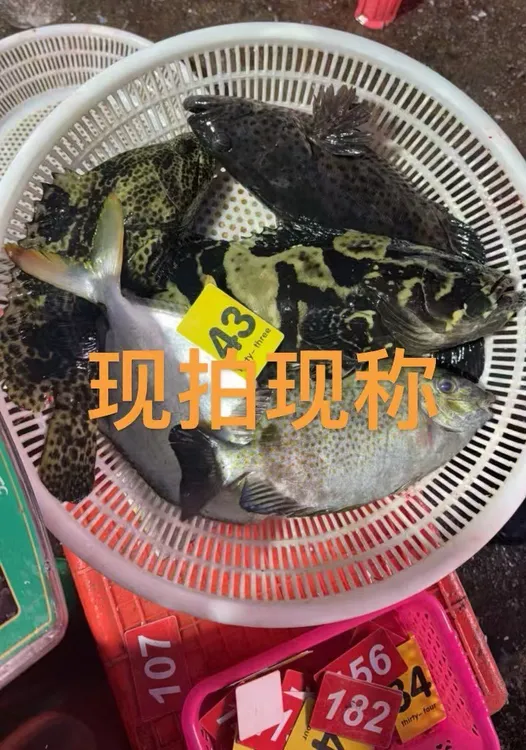 【小红姐直播现称1号】湛江新鲜海鲜现称现拍 可帮处理真空包装