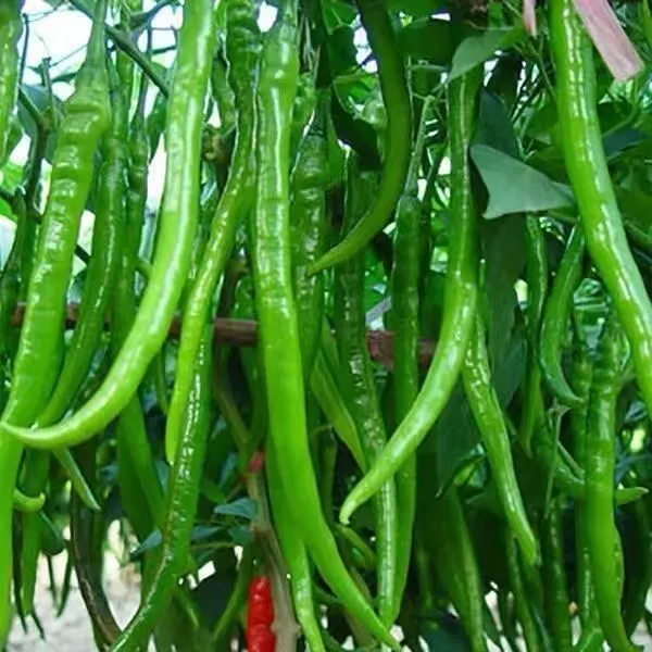 云南镇雄农家种植新鲜二荆条线椒现摘现发