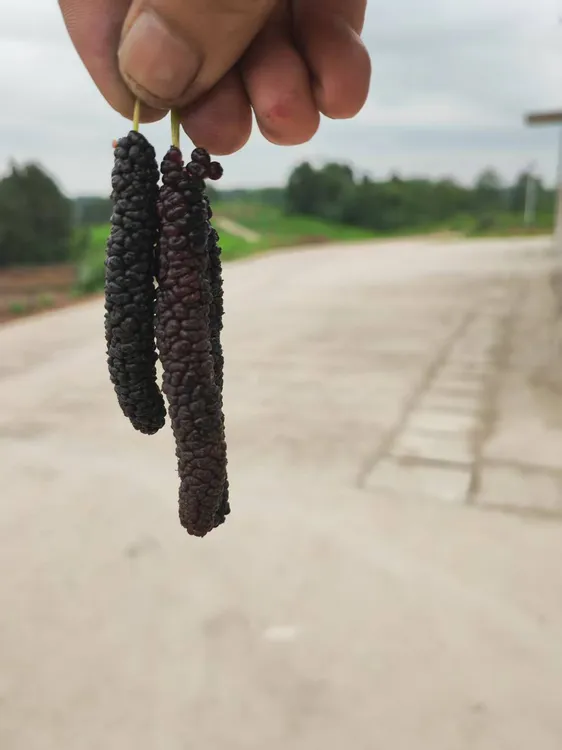 桑椹长条桑葚大果蜂蜜桑甜桑葚长果桑葚纯甜无酸新鲜水果新鲜采摘