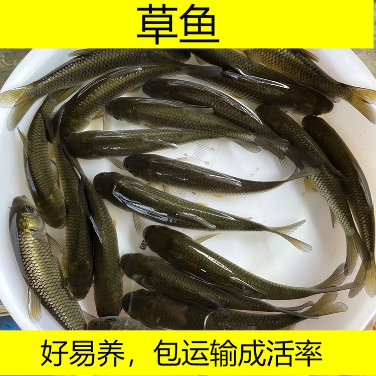 草鱼草混子淡水鲩鱼四大家鱼淡水水族活体