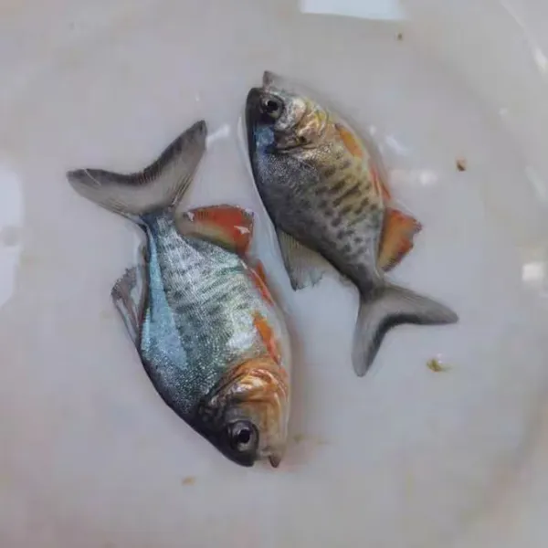 鲳鱼红腹鲳鱼白鲳凶猛淡水养殖观赏易养殖快大仓鱼鲜活