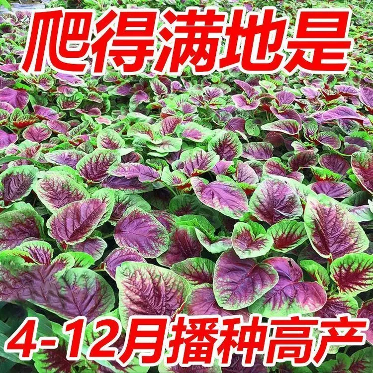 红苋菜种子四季可种适合阳台圆叶盆栽蔬菜速生易种