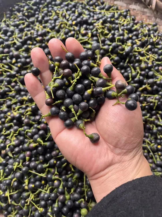 香樟子鱼饵专攻清波鱼、鳊鱼、赤眼鳟等（下单即送秘制配方）