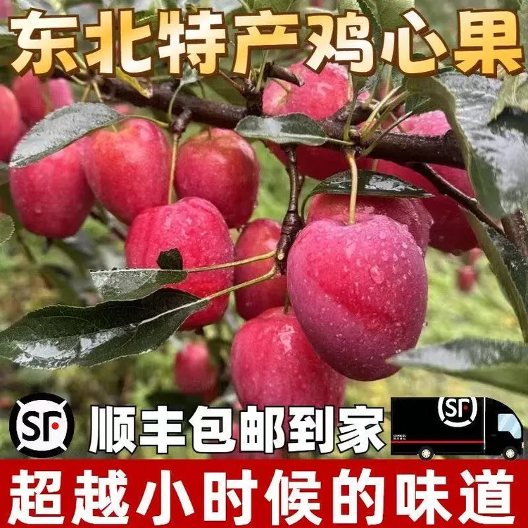 东北特产精选优质鸡心果I酸甜现摘现发新鲜【顺丰包邮】