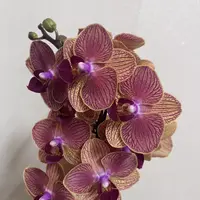 蝴蝶兰【金元宝】 年宵花 室内花花 广州基地直发