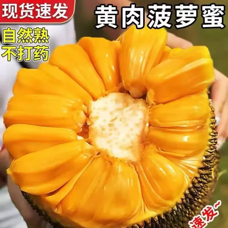 海南新鲜黄肉干苞木菠萝香甜可口热带水果带箱称重坏多少赔多少