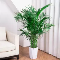 【送货上门】1.6-1.7米富贵椰子大型绿植客厅办公室美观好养活