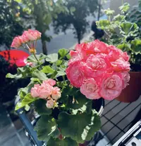 《丹尼斯碗》天竺葵（太阳越晒越红）