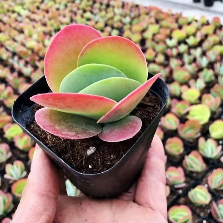 一宅一花景天科唐印多肉植物:红色耀眼轻松打造高端居家环境