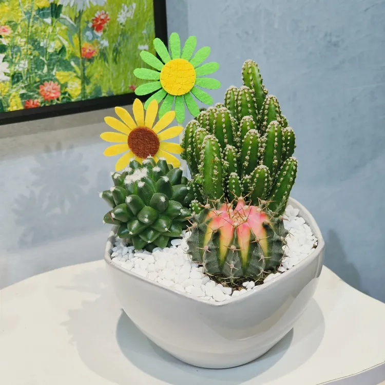 ins风多肉植物沙漠景观仙人掌耐干易养精致百搭轻奢种好瓷盆成品