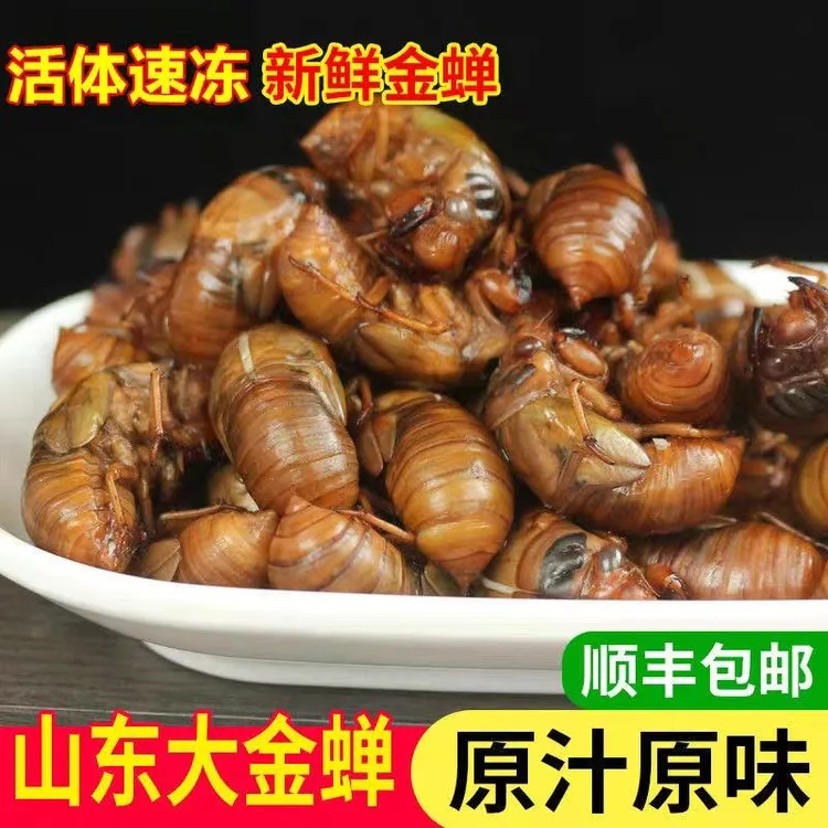 新鲜知了猴顺丰冷链包邮活体金蝉爬叉蝉蛹