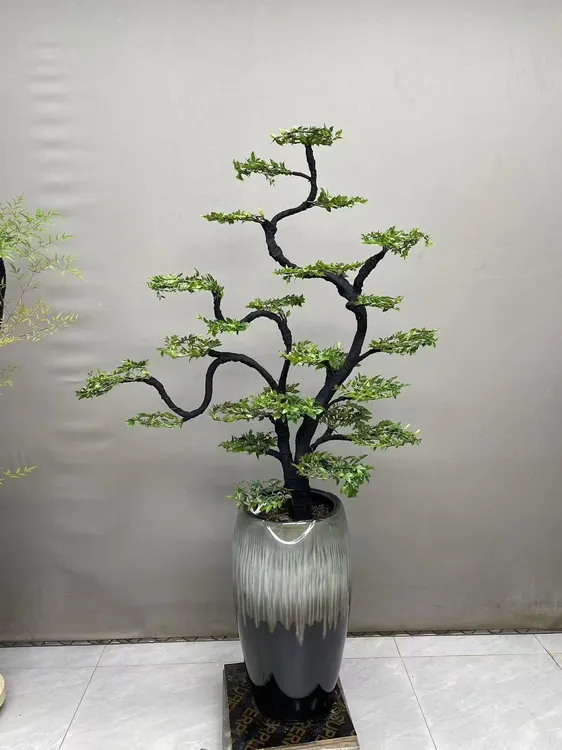 广东小叶紫檀盆栽 黑古茶盆景室内外高端名贵绿植客厅办公室盆景