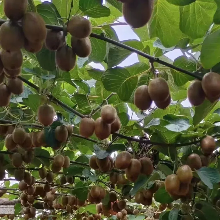新鲜现摘绿心奇异果甜蜜多汁孕妇水果，包邮到家的适合自己和家人！