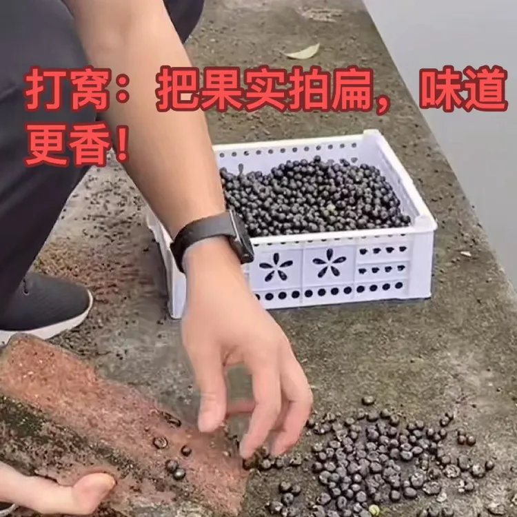 鲜香樟子香樟子钓鱼樟树新鲜清波专用饵料