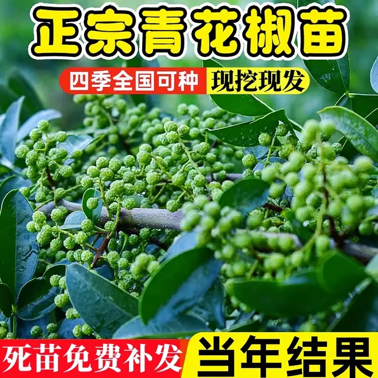 青花椒树苗盆栽四川藤椒苗麻椒苗树南北方种地栽花椒树苗当年结果