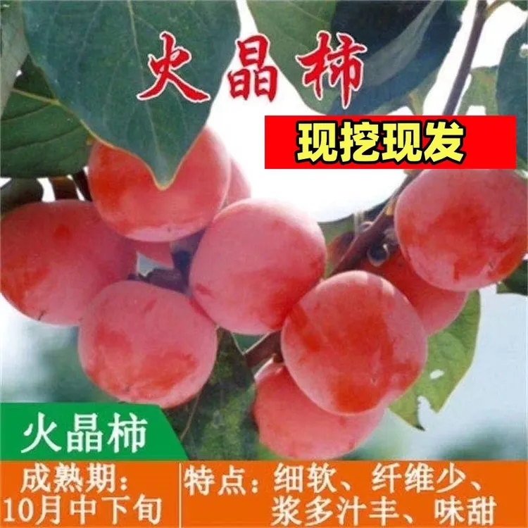 火晶柿子树苗无籽软柿子苗成熟即食甜脆柿子苗南北方种植当年结果