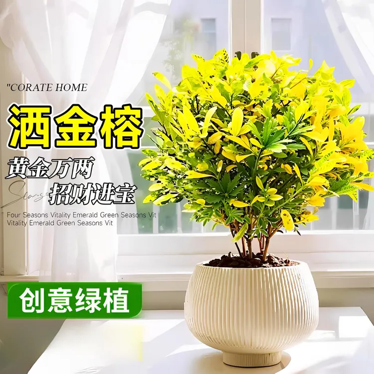 黄金万两盆栽办公室内桌面招财植物变色叶木洒金客厅旺宅观叶绿植