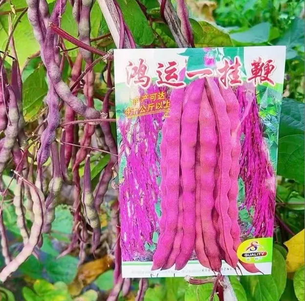【一挂鞭豆角种子】四季种植盆栽阳台