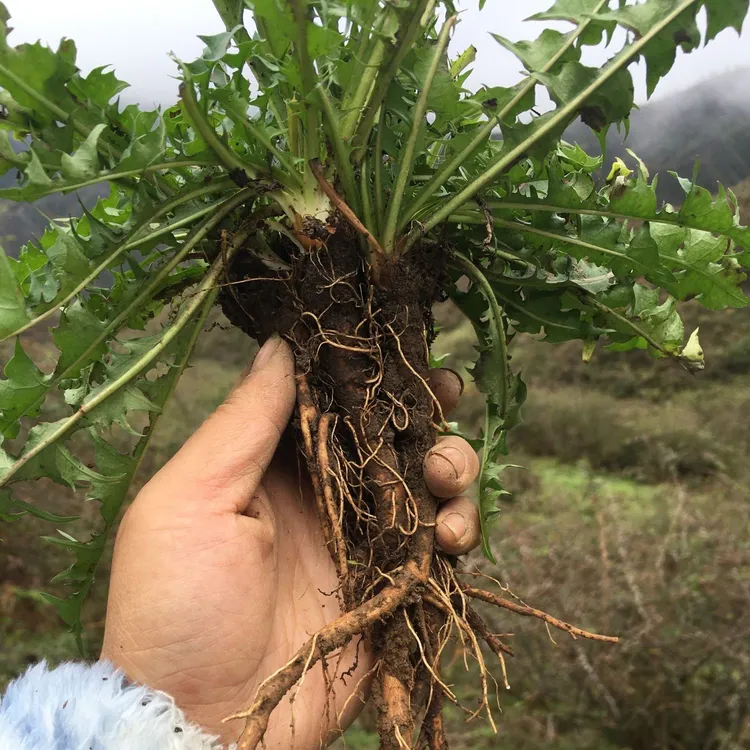 纯野生婆婆丁根（带芽头）[顺丰包邮]
