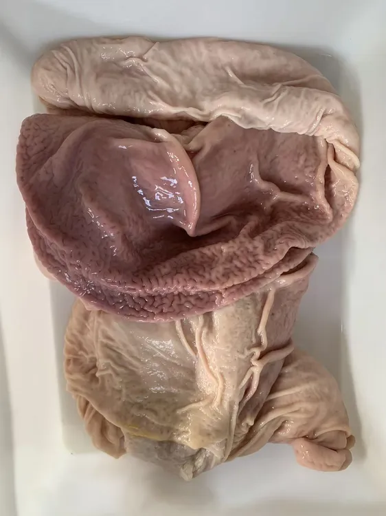 【精修去油边】新鲜现宰土猪肚 去油去膜 独立真空发货