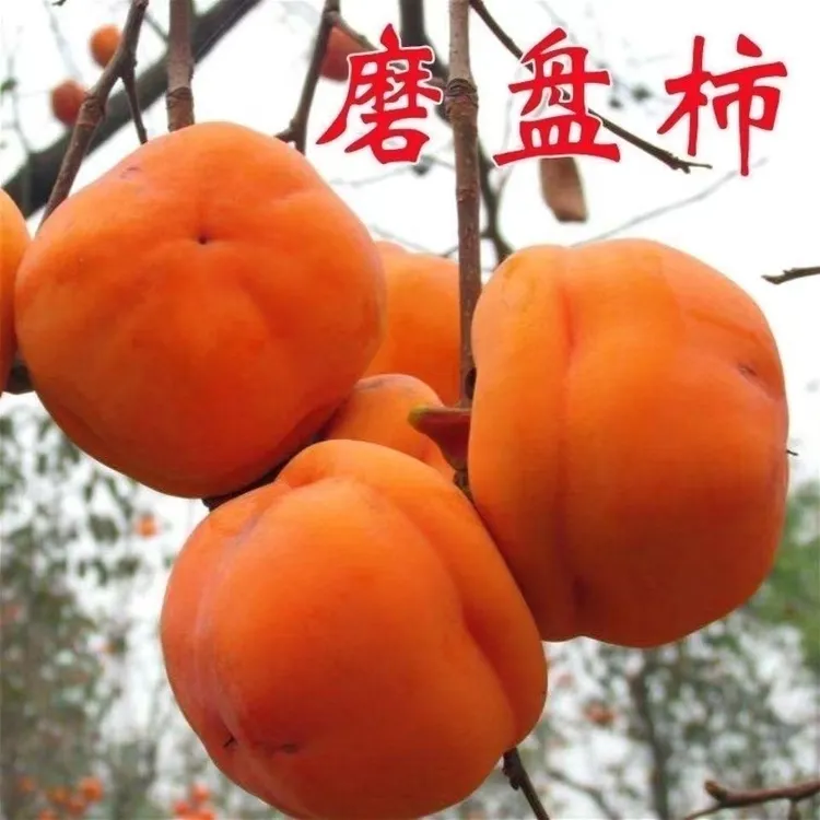 特大甜软磨盘柿子树苗嫁接柿子苗南方北方种植地栽果树苗多汁柿子