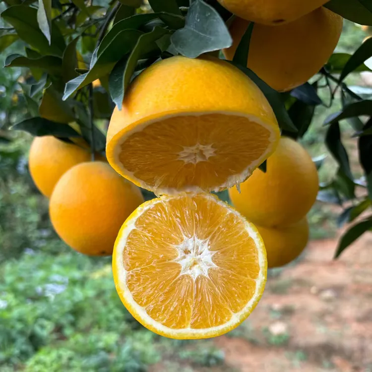 【洽鲜果】江西赣南脐橙4.5/8.5斤彩箱装 肉嫩多汁 香甜馥郁