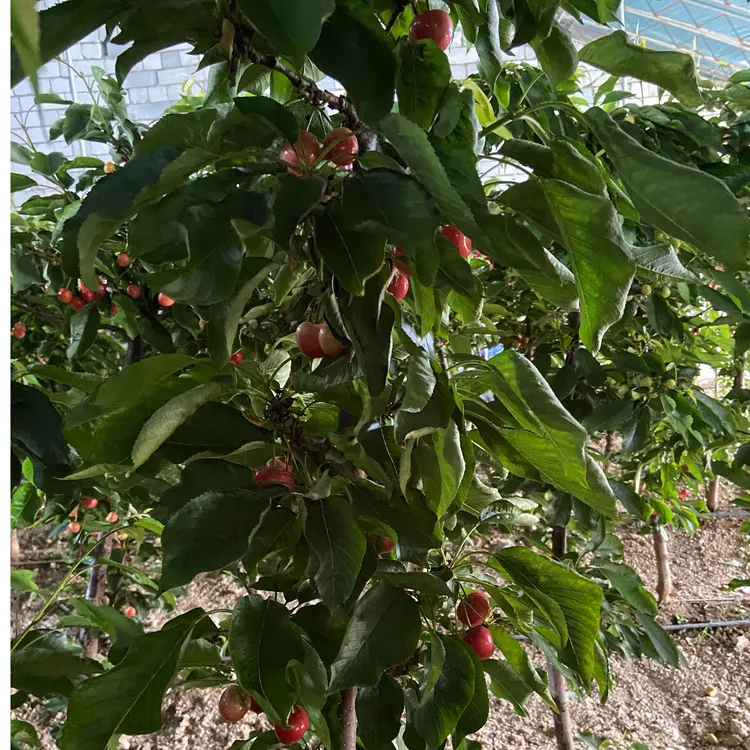 车厘子树苗盆栽大樱桃树黑珍珠齐早美早原株原土木架带果发货品种