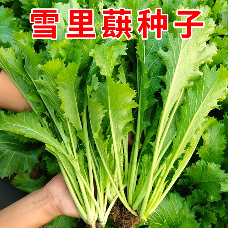 籽种拍三送一雪里红菜籽种子细叶雪菜咸菜蔬菜种孑农家