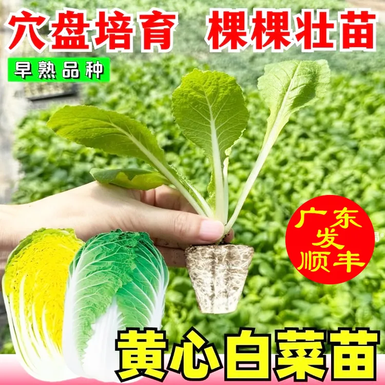 丰抗78大白菜秧苗 青花农田菜园高产易种杂交大包心白菜籽蔬菜