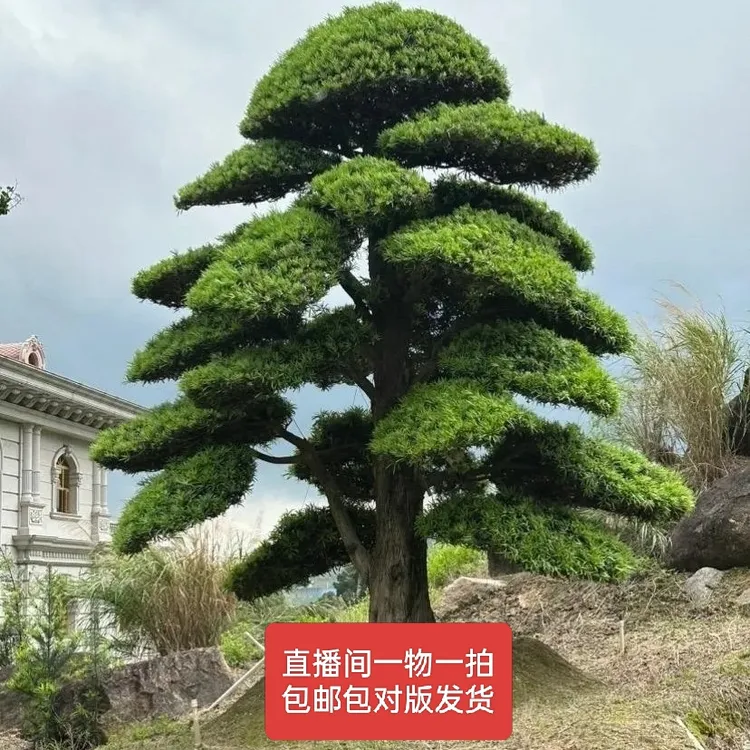 一物一拍地景造型罗汉松罗汉松大盆景绿植别墅必备四季常青景观树
