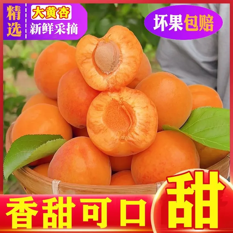【新客立减】山西大黄杏子新鲜孕妇水果果农现摘应季包邮软糯酸甜
