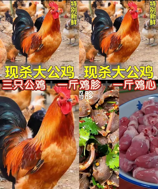   三只草原红大公鸡带一斤鸡胗一斤鸡心到手共10斤以上（顺丰冷链）