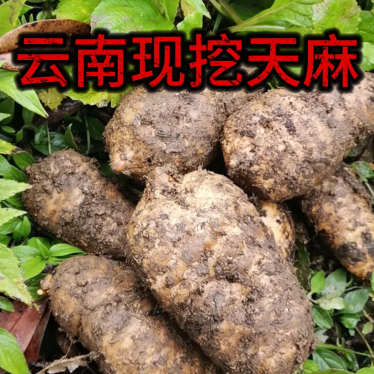 云南昭通小草坝新鲜乌天麻可用于炖肉煲汤