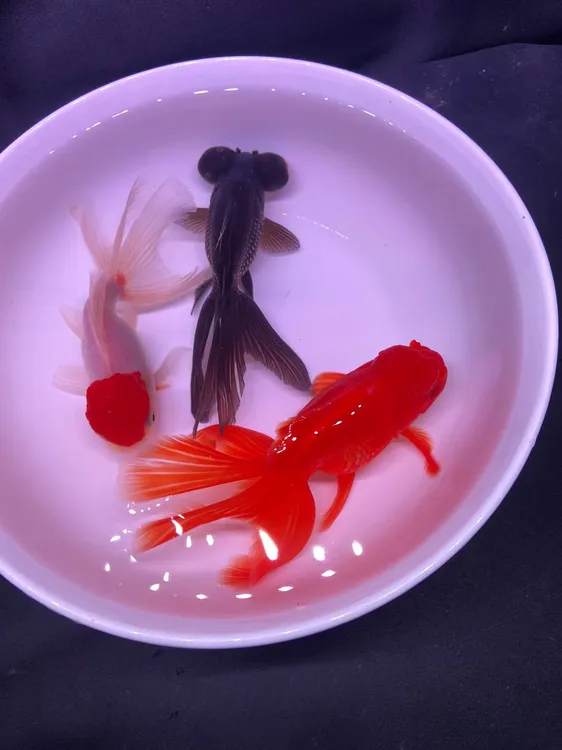 吉祥三宝 鸿运当头金鱼狮子头活体鱼冷水鱼招财鱼到货开箱视频